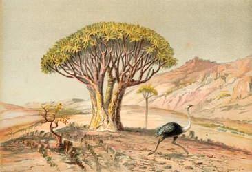 The Great Trees: Aloe of Damaraland, South West Africa